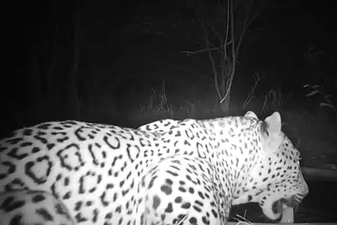 Leopard at Dusk